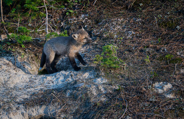 Fototapeta premium Red fox kit in Alberta, Canada
