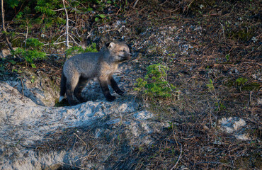 Red fox kit in Alberta, Canada