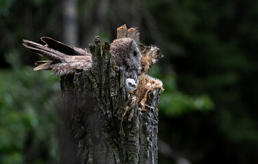Fototapeta premium Great grey owl on a nest with its young