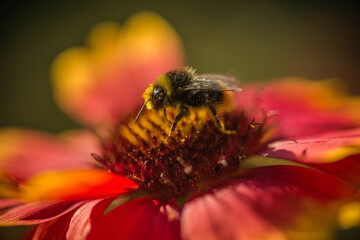 Bumblebee, a close-up of a Gaillardia flower and a bumblebee
pollinating it. Anatomical structure of an insect
covered with pollen, pollinating insect, red flower,
anthers, stamens, pollination