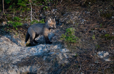 Red fox kit in Alberta, Canada