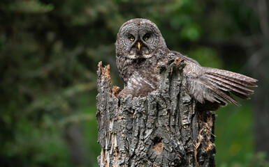 Great grey owl on a nest with its young
