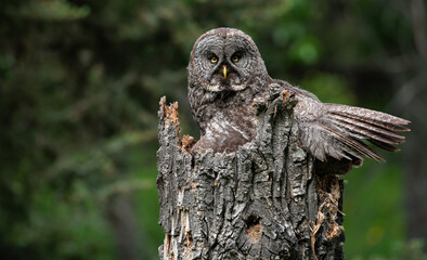 Great grey owl on a nest with its young