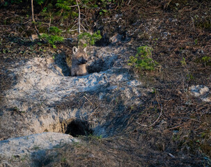 Red fox kit at its den in Canada
