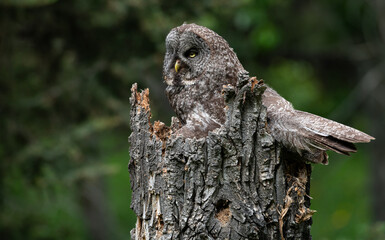 Great grey owl on a nest with its young