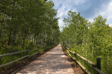 Aspen tunnel on The George S. Mickelson Trail, South Dakota