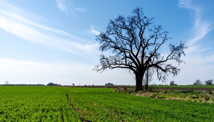 Hope After Destruction with a Blackened Tree and a Green Field