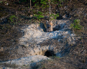 Red fox kit at its den in Canada