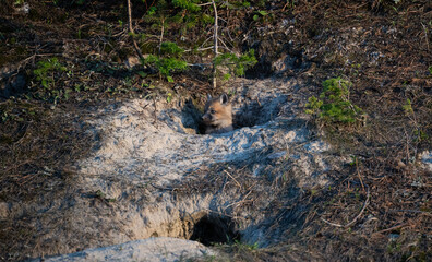 Red fox kit at its den in Canada