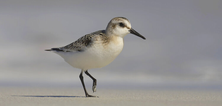 Sanderling on the beach on the Isle of Iona, Scotland, UK