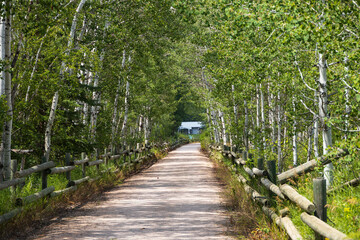 Aspen tunnel on The George S. Mickelson Trail, South Dakota
