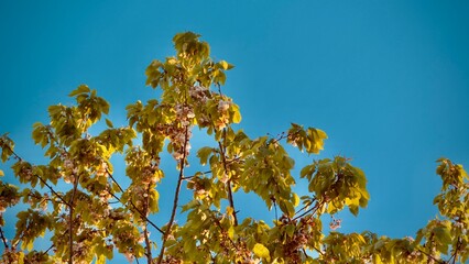 flowers against blue sky