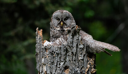 Great grey owl on a nest with its young