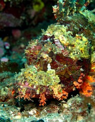 Naklejka premium Close-up of a colorful fish (1)