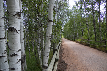 Aspen tunnel on The George S. Mickelson Trail, South Dakota