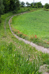 Obraz premium A country road with poppies along it. Rural landscape with blooming wildflowers, including red poppies along a country road in summer. Poppies in bloom along the country roads. Village road.
