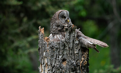 Great grey owl on a nest with its young