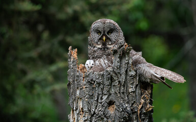 Great grey owl on a nest with its young