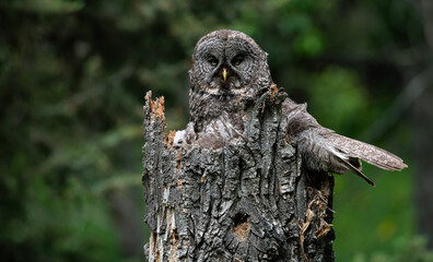 Great grey owl on a nest with its young