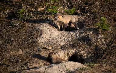 Red fox kits at their den in the wild