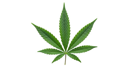 Isolated cannabis leaf