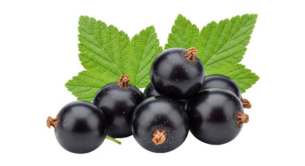 Isolated Black Currants with Leaves