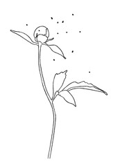 Peonies buds - black line drawing of flowers 