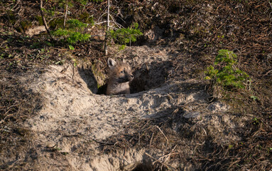 Red fox kits in the Canadian wilderness in the spring