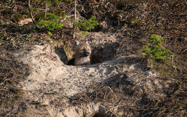 Red fox kits in the Canadian wilderness in the spring