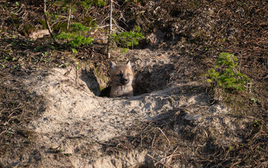 Red fox kits in the Canadian wilderness in the spring