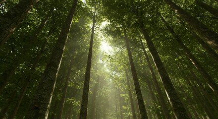 Fototapeta premium Sunbeams streaming through lush green forest canopy from low angle perspective, natural lighting in deciduous woodland