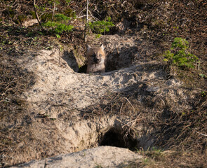 Red fox kits in the Canadian wilderness in the spring