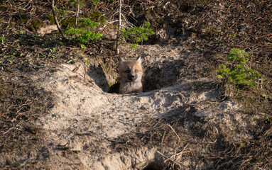 Red fox kits in the Canadian wilderness in the spring