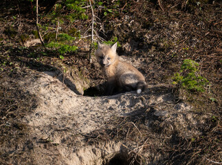 Red fox kits in the Canadian wilderness in the spring