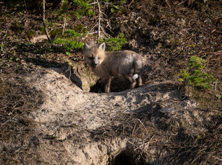 Fototapeta premium Red fox kits in the Canadian wilderness in the spring