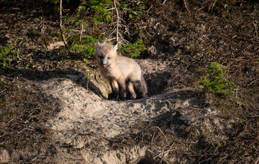 Red fox kits in the Canadian wilderness in the spring