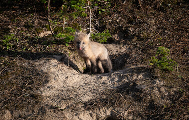 Red fox kits in the Canadian wilderness in the spring