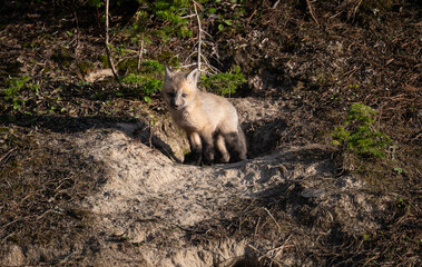 Red fox kits in the Canadian wilderness in the spring
