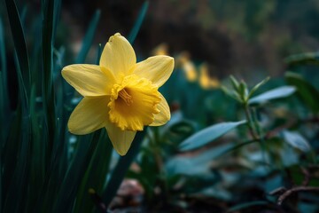 Obraz premium Close up of a yellow daffodil amid green foliage