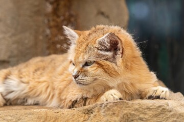 Fototapeta premium Portrait of a sand cat (felis margarita)