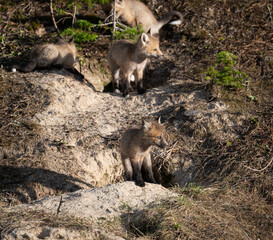 Red fox kits in the Canadian wilderness in the spring