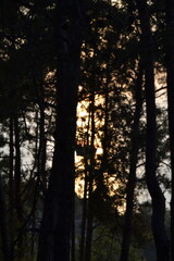 sunset in the forest