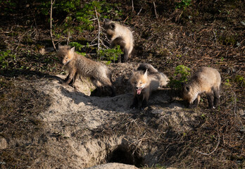 Red fox kits in the Canadian wilderness in the spring