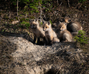 Red fox kits in the Canadian wilderness in the spring