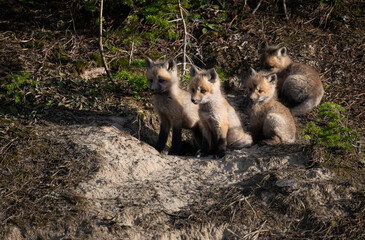 Red fox kits in the Canadian wilderness in the spring