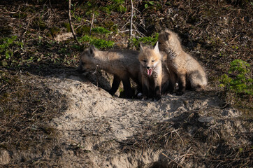 Red fox kits in the Canadian wilderness in the spring