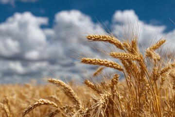 Fototapeta premium Golden wheat contrasts with a clear blue sky on a hot summer day