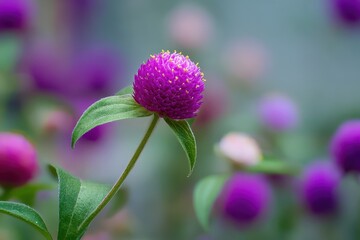 Fototapeta premium Gomphrena globosa also known as purple globe amaranth