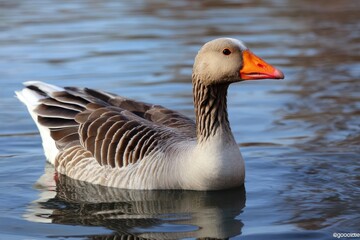 Goose on the lake Vibrant plumage Rich hues Goose in habitat Nature contrast photo Kızılırmak River Nevsehir Turkey