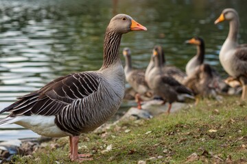 Goose near its pond with companions